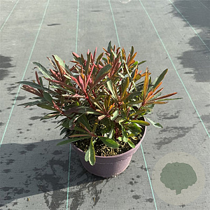 Euphorbia Miner's Merlot 40-50 cm 5,0L