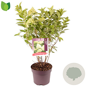 Hydrangea pan. 'Limelight' 60 cm 7,5L