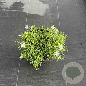 Phlox (S) Fabulous White 30-40 cm 2,0L