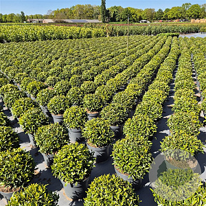 Prunus l. Sofia 30-35 cm 10L bol