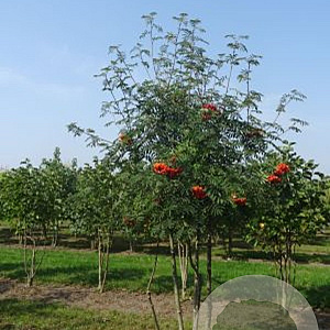 Sorbus aucuparia 250-300 cm draadkluit meerstammig