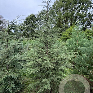 Cedrus libani 275-300 cm draadkluit