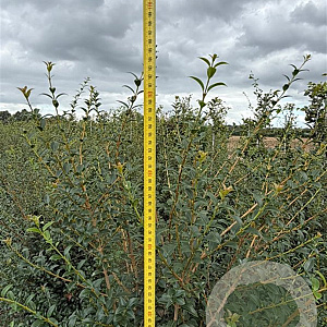 Osmanthus burkwoodii 150-175 cm draadkluit