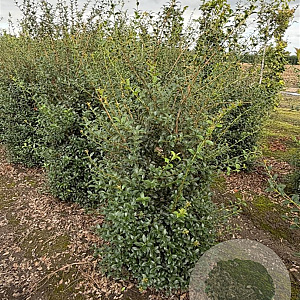 Osmanthus burkwoodii 150-175 cm draadkluit