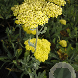 Achillea 'Moonshine' P9