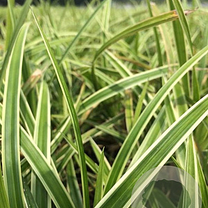 Carex morrowii 'Ice Dance' P9