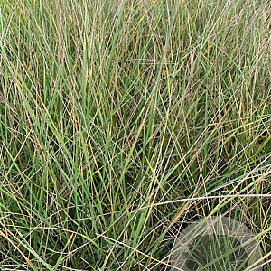 Festuca mairei P9