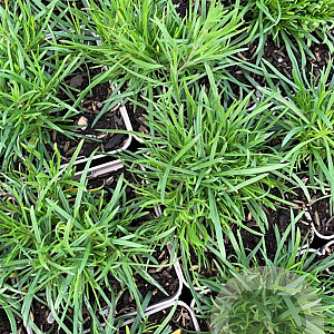 Petrorhagia saxifraga P9