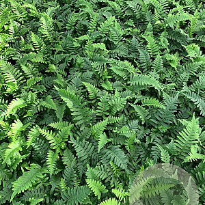 Polypodium vulgare P9