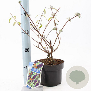 Buddleja d. 'Black Knight' 30-40 cm 2,0L