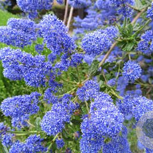Ceanothus 'Italian Skies' 30-40 cm 5,0L