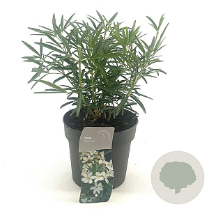 Choisya 'Aztec Pearl' 20-25 cm 2,0L