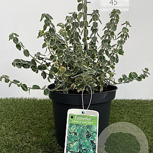 Euonymus fort. 'Emerald Gaiety' 25-30 cm 3,0L