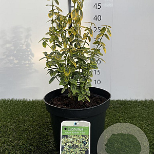 Euonymus fort. 'Emerald 'n' Gold' 25-30 cm 3,0L