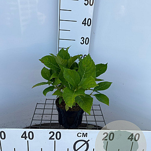 Hydrangea m. 'Nikko Blue' 25-30 cm 2,0L