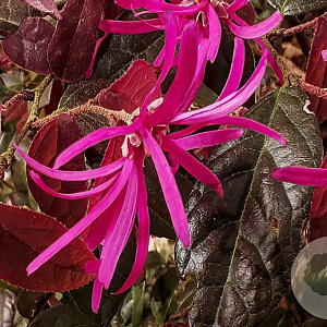 Loropetalum c. 'Pipa's Red' 30-40 cm 3,0L