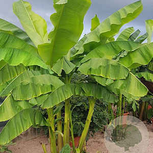 Musa basjoo Dajiao 50-60 cm 7,5L