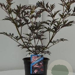 Sambucus nigra Black Lace 25-30 cm 3,0L