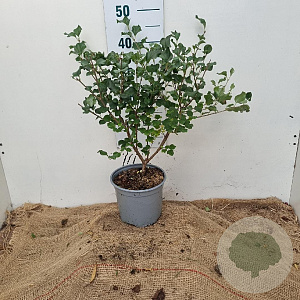 Syringa meyeri 'Palibin' 30-40 cm 3,0L