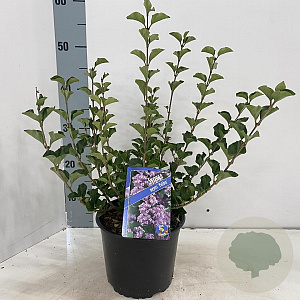 Syringa meyeri 'Palibin' 30-40 cm 3,0L