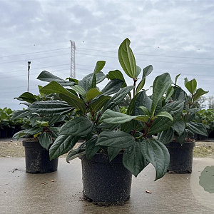 Viburnum davidii 25-30 cm 2,0L
