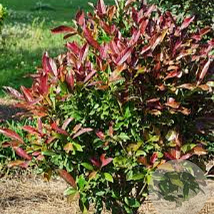 Viburnum odoratissimum Coppertop 40-50 cm 5,0L