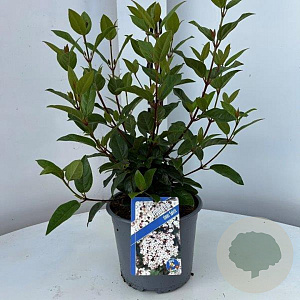 Viburnum tin. Spirit 25-30 cm 3,0L