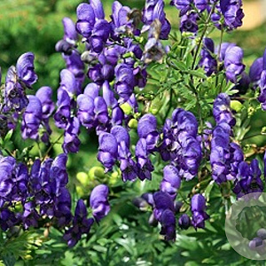 Aconitum henryi 'Spark's Variety' P9