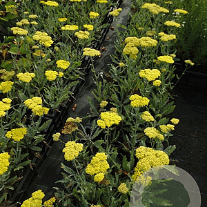 Achillea 'Moonshine' P9