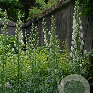 Aconitum napellus 'Album' P9