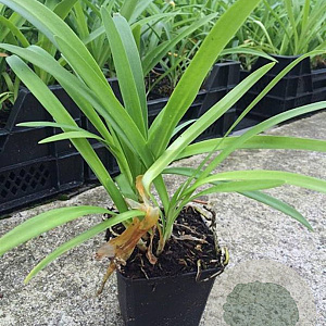 Agapanthus africanus P9