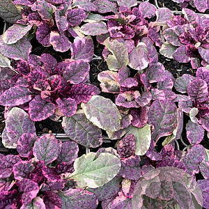 Ajuga reptans 'Burgundy Glow' P9