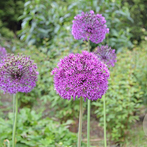 Allium aflatunense P9