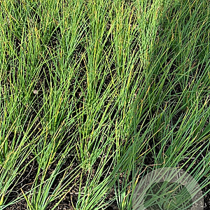 Allium schoenoprasum P9