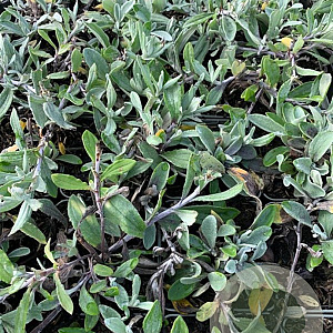 Anaphalis triplinervis P9