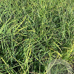 Carex flacca P9