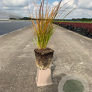 Carex testacea 'Prairie Fire' P9