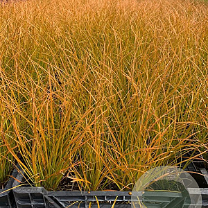 Carex testacea 'Prairie Fire' P9