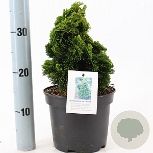 Chamaecyparis o. 'Aurora' 20-25 cm 3,0L