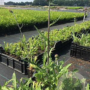 Cirsium rivulare 'Tr. Blue Wonder' P9