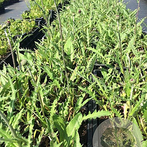 Cirsium rivulare 'Tr. Blue Wonder' P9