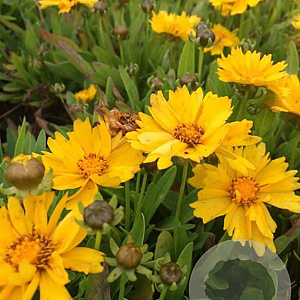 Coreopsis gr. 'Presto' P9