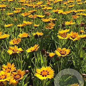 Coreopsis gr. 'Sunfire' P9