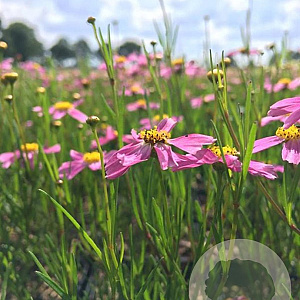 Coreopsis r. 'American Dream' P9