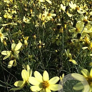 Coreopsis vert. 'Moonbeam' P9