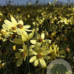 Coreopsis vert. 'Moonbeam' P9