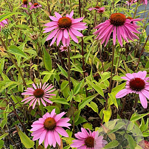 Echinacea p. 'Double-Decker' P9