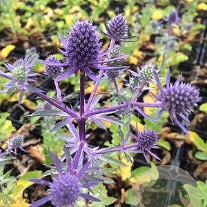 Eryngium pl. 'Blue Hobbit' P9