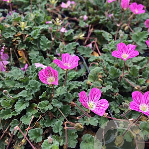 Erodium variabile 'Bishop's Form' P9