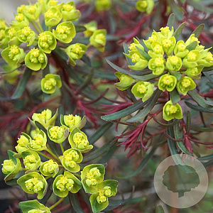 Euphorbia cyp. 'Fens Ruby' P9